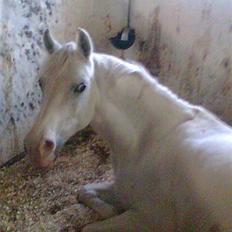 Anden særlig race Cindy