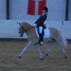 Haflinger Nanok Bravo Lundgaard (B)