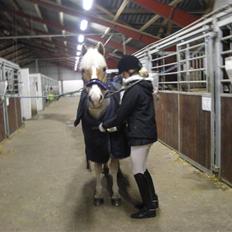 Haflinger Nanok Bravo Lundgaard (B)