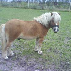 Anden særlig race Lukas<3 (solgt)