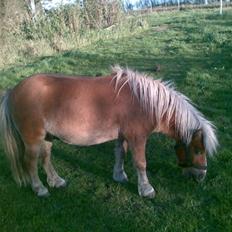 Anden særlig race Lukas<3 (solgt)