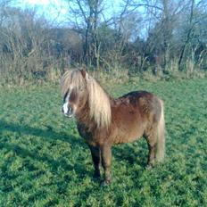 Shetlænder Sandbjerggårds Rasmus*Solgt*