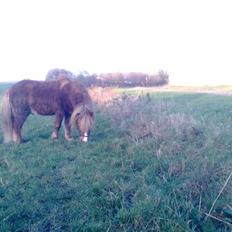 Shetlænder Sandbjerggårds Rasmus*Solgt*
