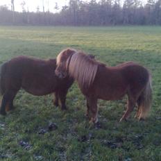 Shetlænder Sandbjerggårds Rasmus*Solgt*