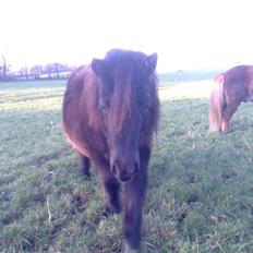 Shetlænder Sandbjerggårds Polle