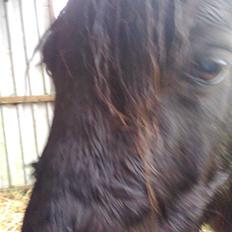 Shetlænder Sandbjerggårds Polle