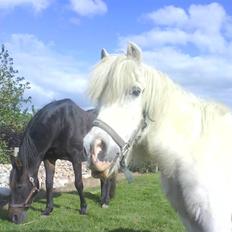 Anden særlig race Max (død)