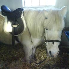 Anden særlig race Max (død)