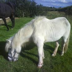 Anden særlig race Max (død)