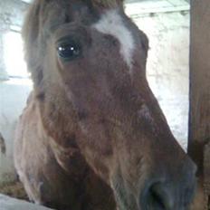 Anden særlig race Robin