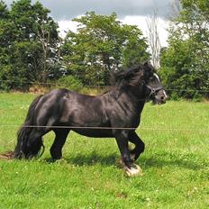 Irish Cob W. W. Wallace (R.I.P)