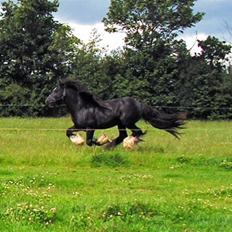 Irish Cob W. W. Wallace (R.I.P)