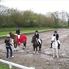 Gotlandsruss Tapan's Fagot ~A-Pony~ (solgt)