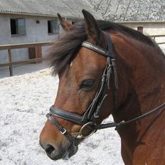 Anden særlig race Lukas