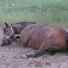 Anden særlig race Kissba