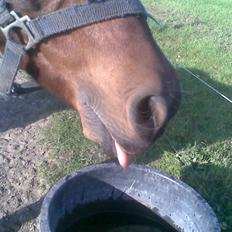 Anden særlig race Kissba