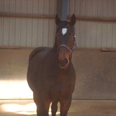 Hannoveraner Spencer R.I.P ):