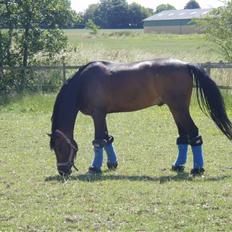 Tysk Sportspony Consider