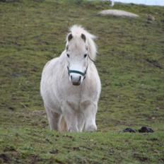 Welsh Mountain (sec A) Mikkel +R.I.P+