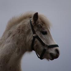 Welsh Mountain (sec A) Mikkel +R.I.P+