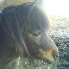 Shetlænder Prins R.I.P :(