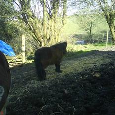 Shetlænder Prins R.I.P :(