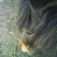 Shetlænder Prins R.I.P :(