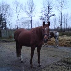 Anglo Araber (AA) Lille Daugårds Prinsesse (R.I.P)