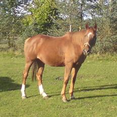 Anglo Araber (AA) Lille Daugårds Prinsesse (R.I.P)