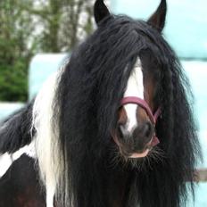 Irish Cob Baxter RIP