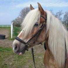 Haflinger Wonder Brohus <3