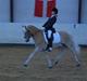 Haflinger Nanok Bravo Lundgaard (B)