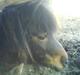 Shetlænder Prins R.I.P :(