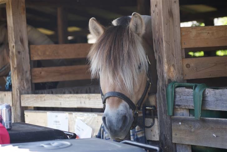 Fjordhest * FJODOR *  - Det fynske dyrskue 09´ - Skønne pony <3 foto: karen billede 20