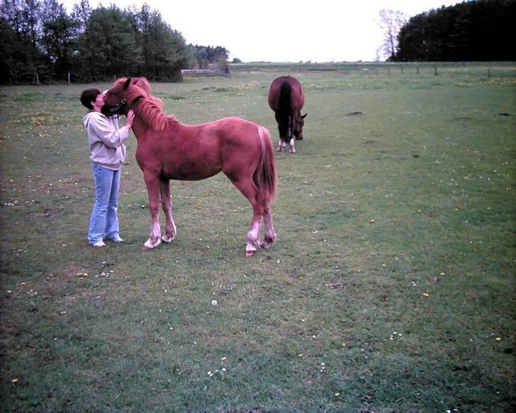 Anden særlig race flika (Død) - et skøn billede af min ener kun 11 måneder gammel. flika billede 11