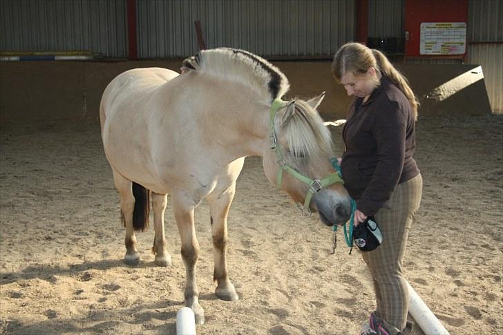 Fjordhest Grønhøjgårdens Malthe - Den. 05/09-2010. Her har vi lige bakket igennem bommene, han var bare så dygtig. Foto: Katrine N Wagner billede 7