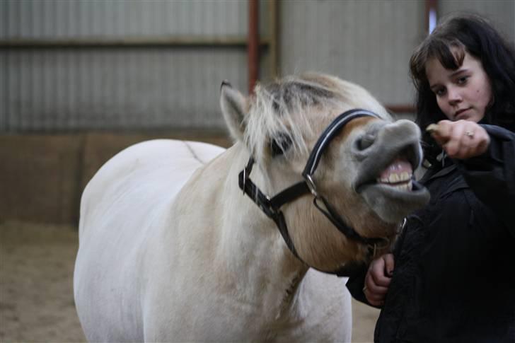 Fjordhest Grønhøjgårdens Malthe - Den. 17/11-2009 Malthe og Katrine, der leger:) Foto: Mig billede 8