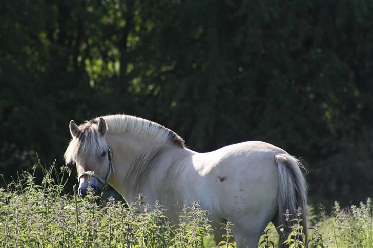 Fjordhest Grønhøjgårdens Malthe - Den 13/06-2009. Malthe på sommergræs. Foto: Mig billede 9