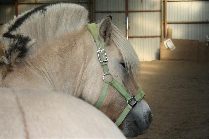 Fjordhest Grønhøjgårdens Malthe - Den. 05/09-2010. Malthe der står og venter på at lave en øvelse. Foto: Katrine N Wagner billede 10