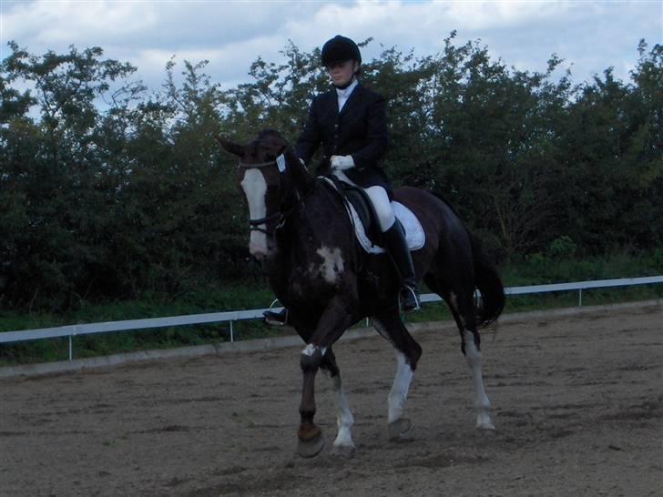 Hollandsk Varmblod Lisa billede 1