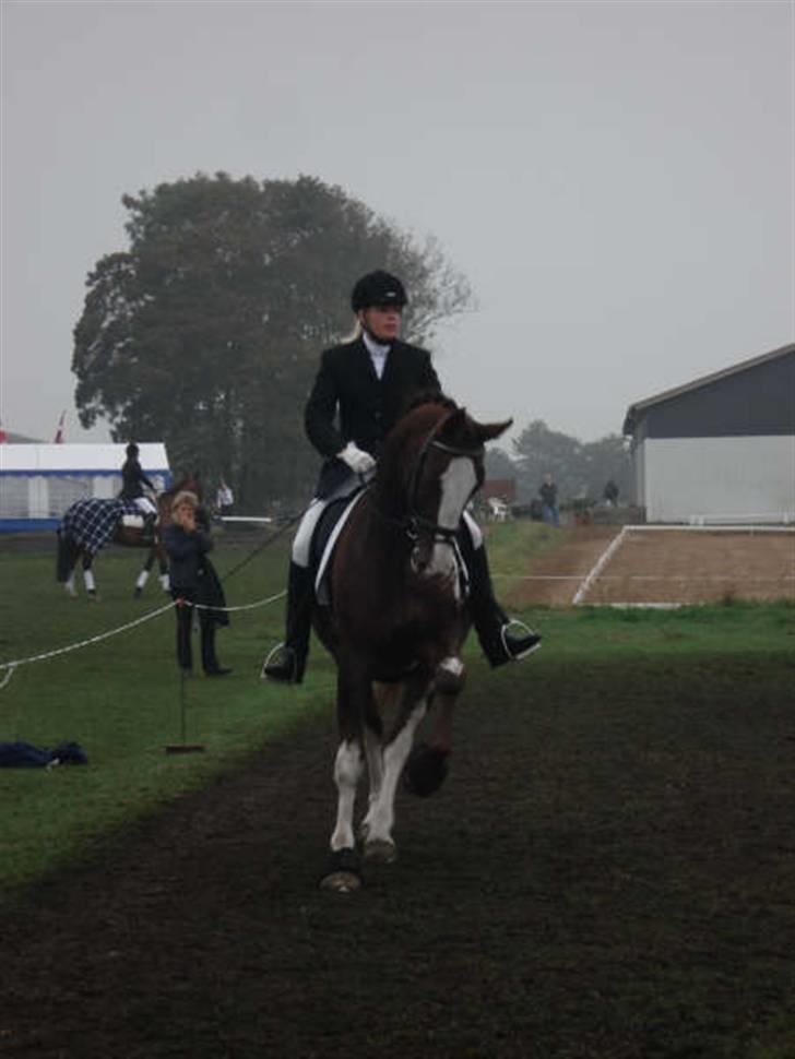 Hollandsk Varmblod Lisa billede 2