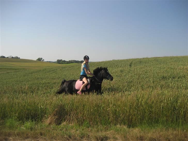 DSP Clements Himalaya *SOLGT* billede 15