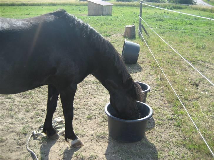 DSP Clements Himalaya *SOLGT* - se miiiiiiiig! taget af freja billede 16