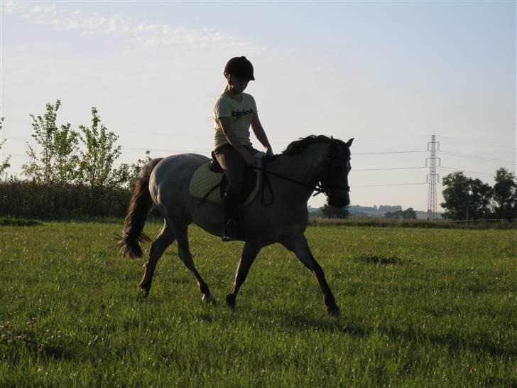 Welsh Pony (sec B) | Gazelle - smukkeh´<3 billede 7