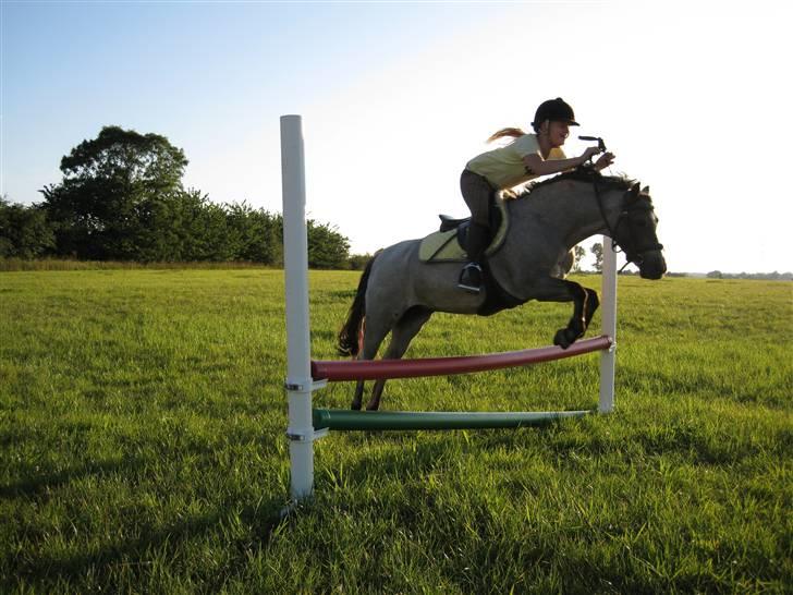 Welsh Pony (sec B) | Gazelle - Wee. :D billede 8