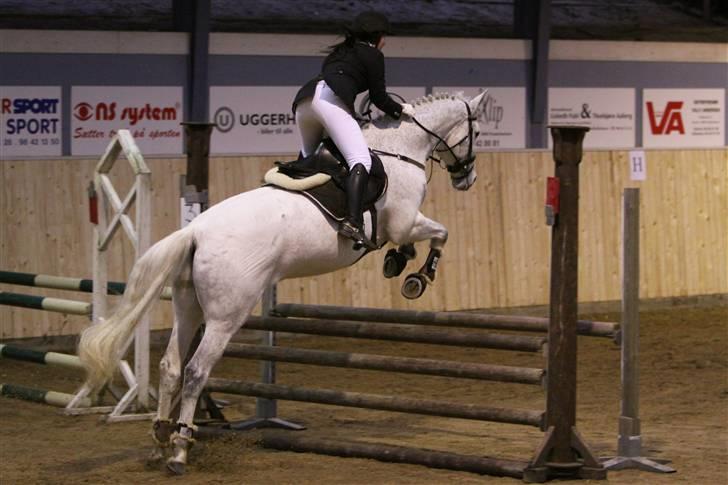 Dansk Varmblod Monark - Stævne i FRK:) #´foto:Sandra Buus (sipo foto) billede 11