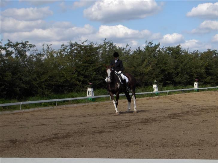 Hollandsk Varmblod Lisa - Bagpartsvending  billede 3