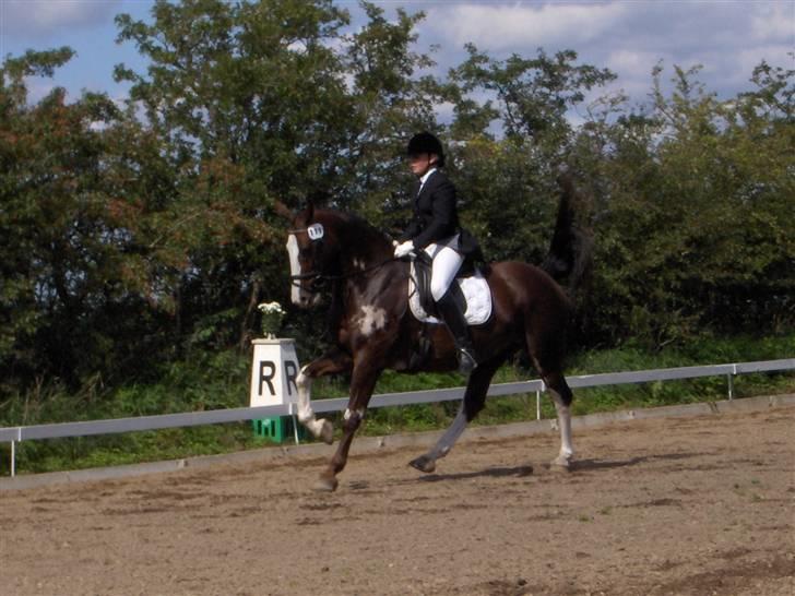 Hollandsk Varmblod Lisa - Stævne PRC billede 4