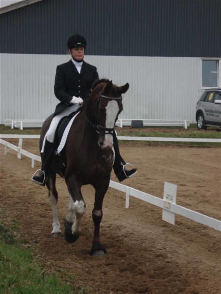 Hollandsk Varmblod Lisa - Stævne Rødekro billede 5