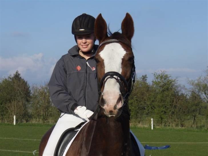 Hollandsk Varmblod Lisa - Team Cup billede 6